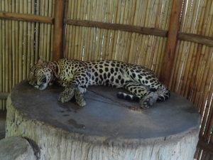 Photo avec un jaguar