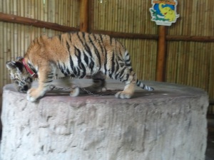 Photo avec un tigre